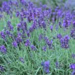 Lavanda