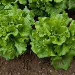 Salata