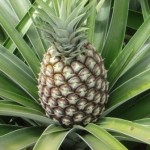 Ananas