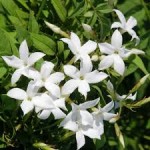 Jasmin