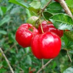 Acerola